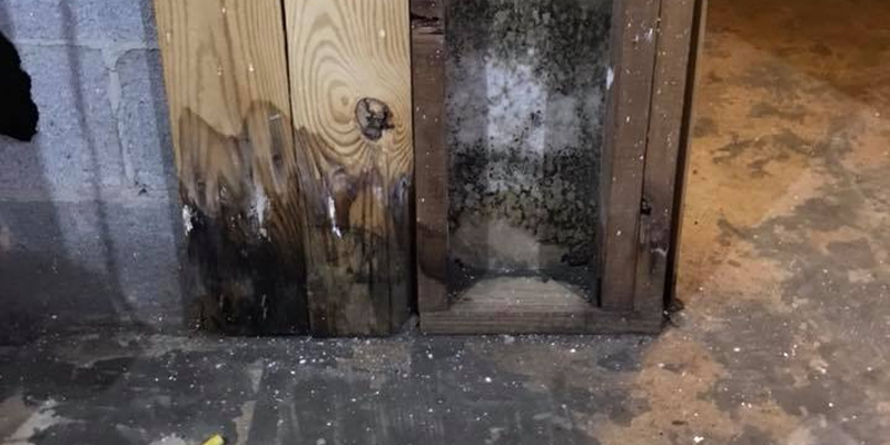 mold on wall of a home